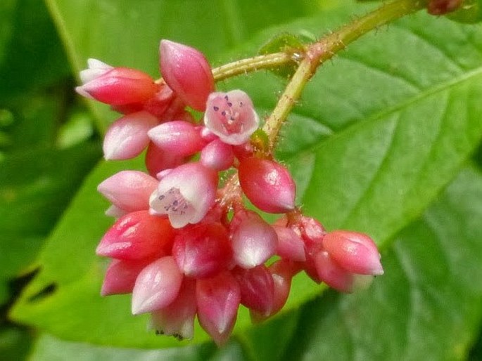 Persicaria malaica