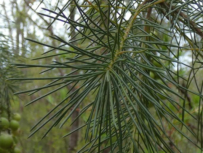 Persoonia pinifolia