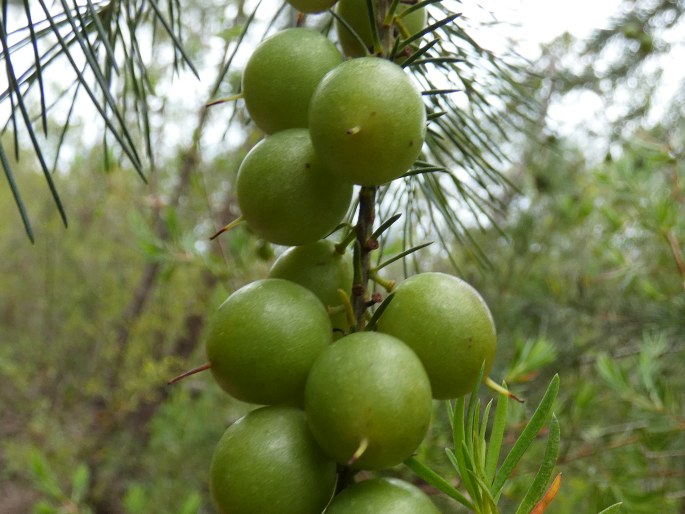 Persoonia pinifolia