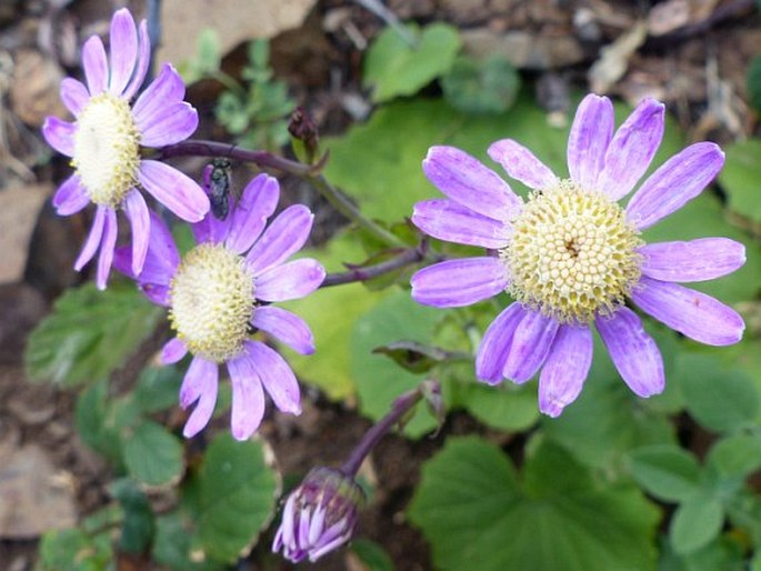 Pericallis tussilaginis