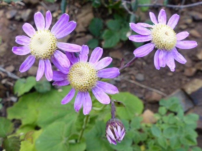 PERICALLIS TUSSILAGINIS (L’Hér.) D. Don