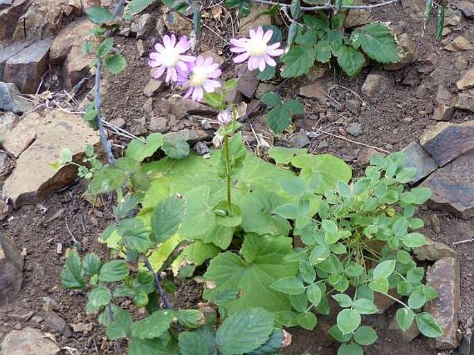 Pericallis tussilaginis