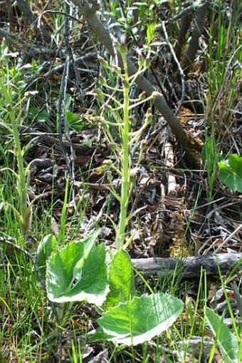 Petasites frigidus