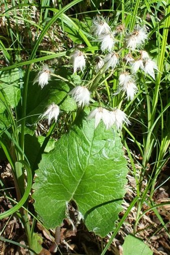 Petasites frigidus