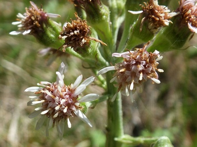 Petasites frigidus