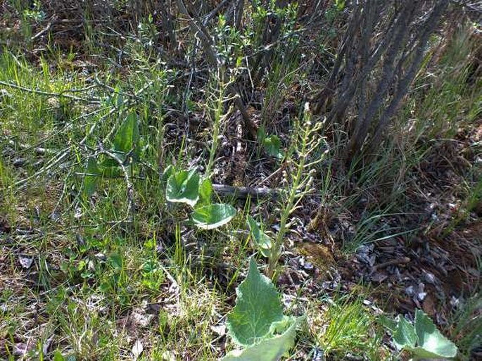 Petasites frigidus