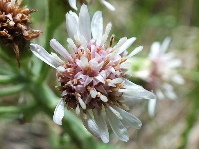 Petasites frigidus