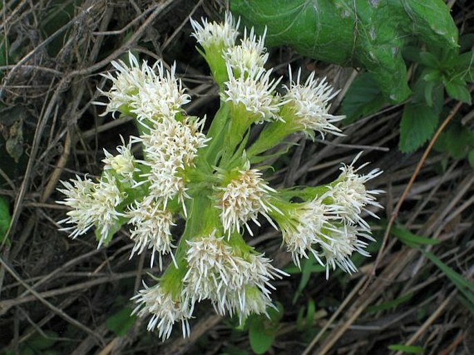 PETASITES ALBUS (L.) Gaertn. – devětsil bílý / deväťsil biely