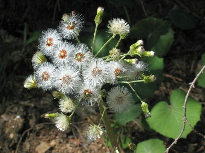 Petasites albus