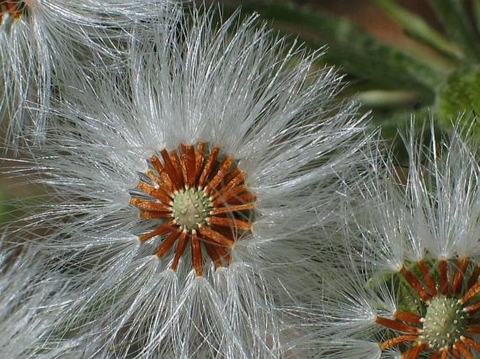 Petasites albus