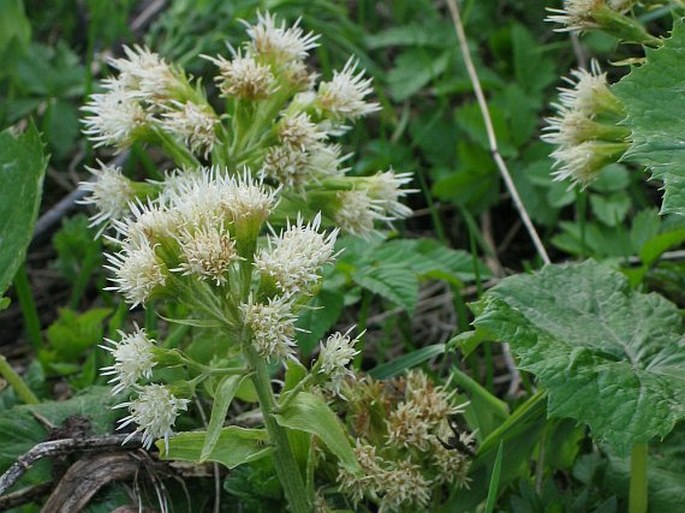 Petasites albus