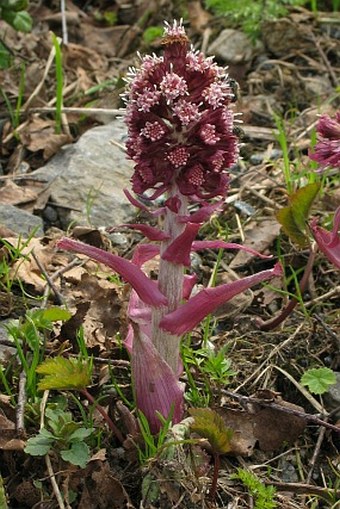 Petasites hybridus