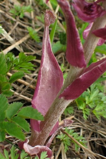 Petasites hybridus