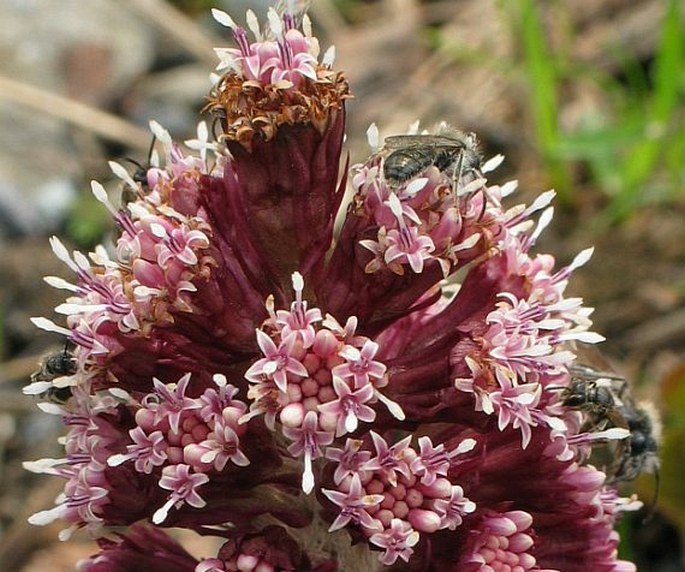 Petasites hybridus