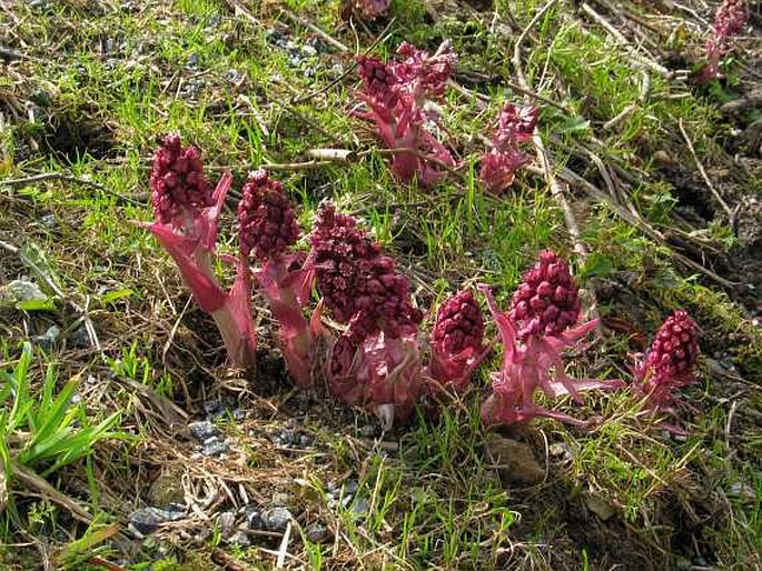 Petasites hybridus