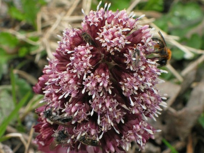 PETASITES HYBRIDUS (L.) Gaertn., Meyer et Scherb. – devětsil lékařský / deväťsil lekársky