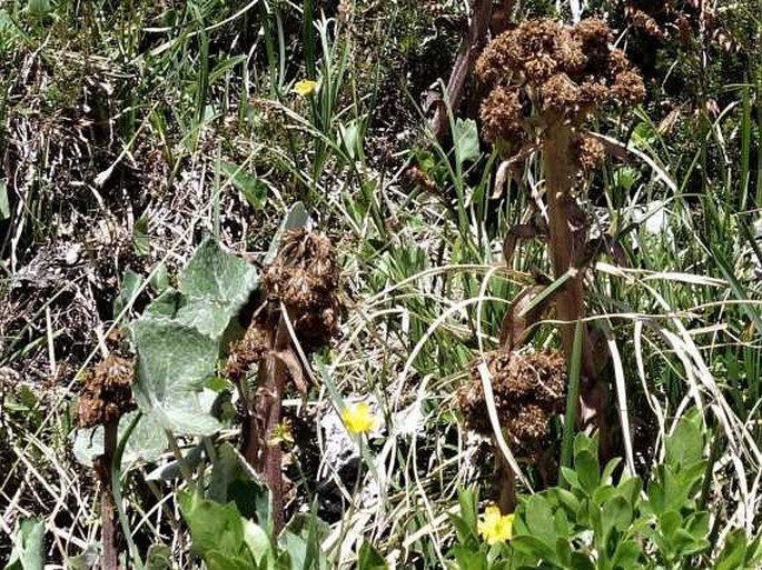 PETASITES PARADOXUS (Retz.) Baumg. – devětsil / deväťsil