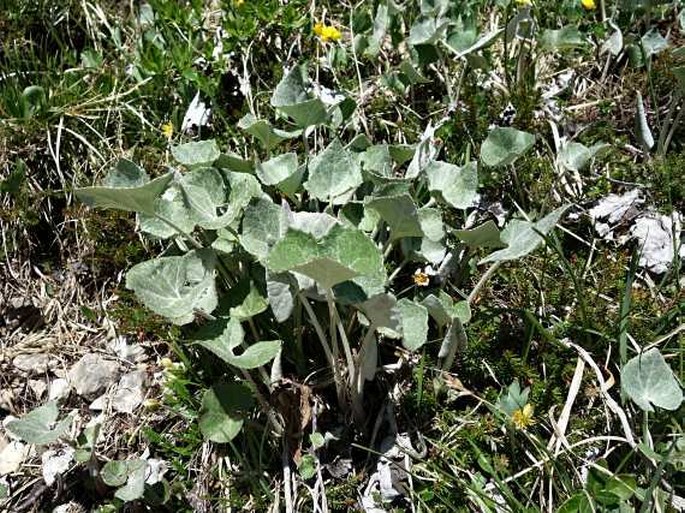 Petasites paradoxus