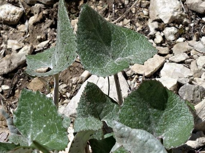 Petasites paradoxus