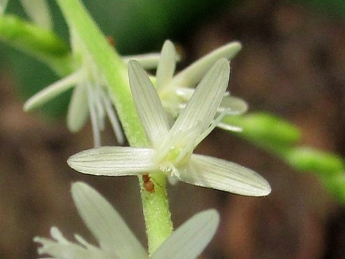 Petiveria alliacea