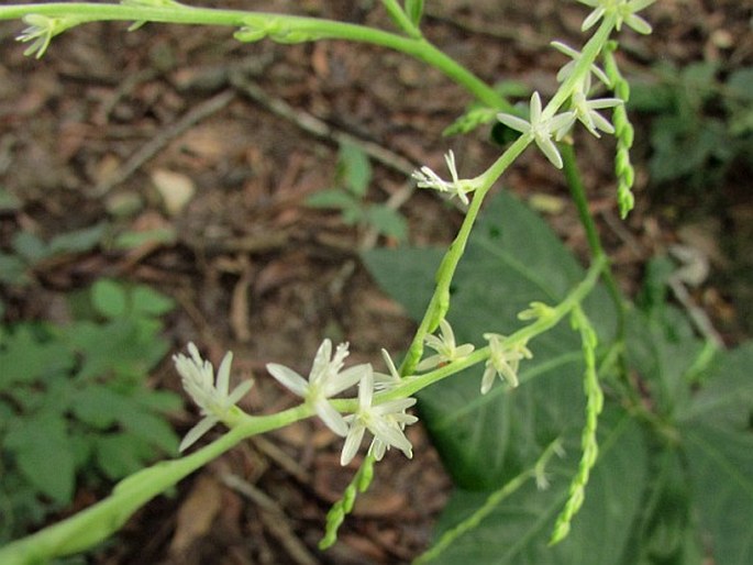 Petiveria alliacea