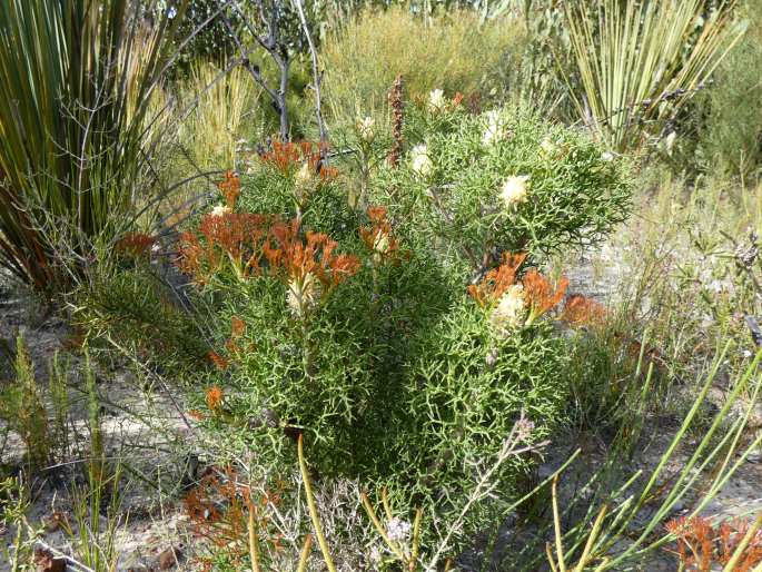 Petrophile multisecta