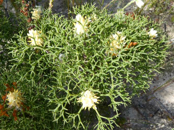 Petrophile multisecta