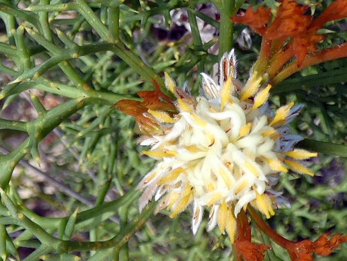 Petrophile multisecta