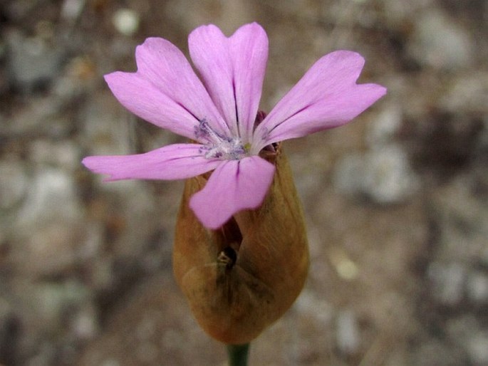 Petrorhagia nanteuilii