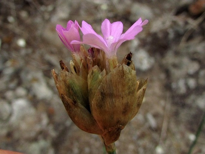 Petrorhagia nanteuilii