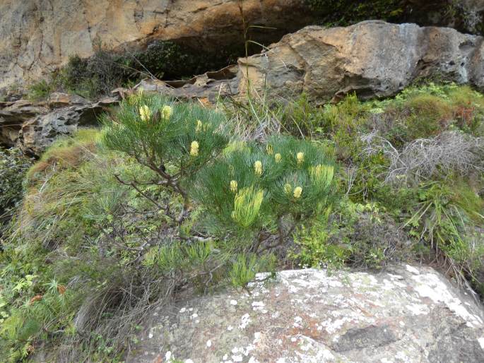 Petrophile pulchella