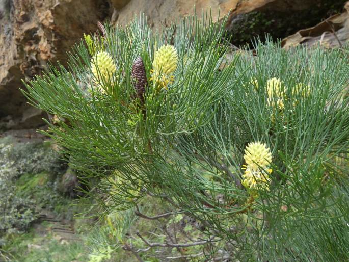 Petrophile pulchella