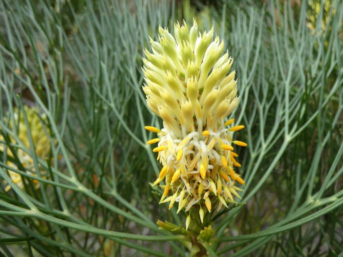 Petrophile pulchella