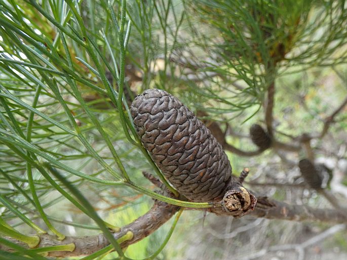 Petrophile pulchella