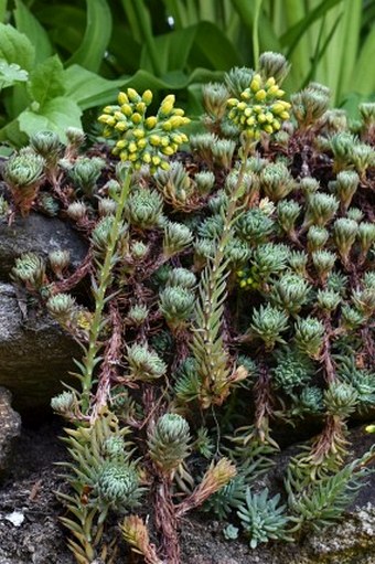 Petrosedum forsterianum