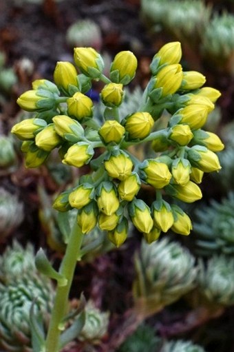 Petrosedum forsterianum