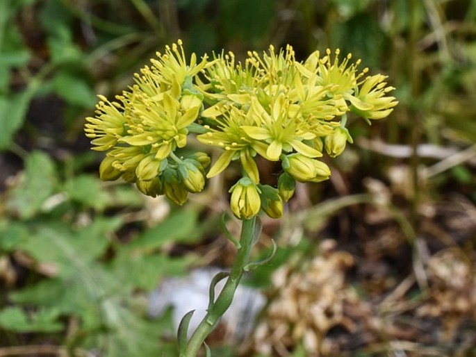 PETROSEDUM FORSTERIANUM (Sm.) Grulich – panetřesk / rozchodník