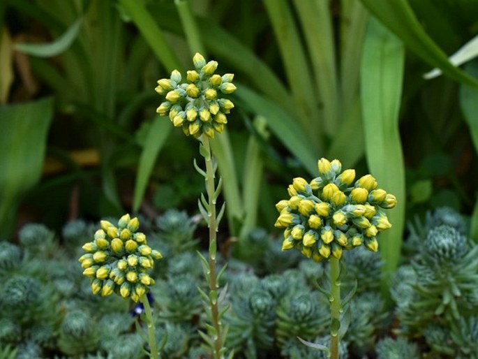 Petrosedum forsterianum