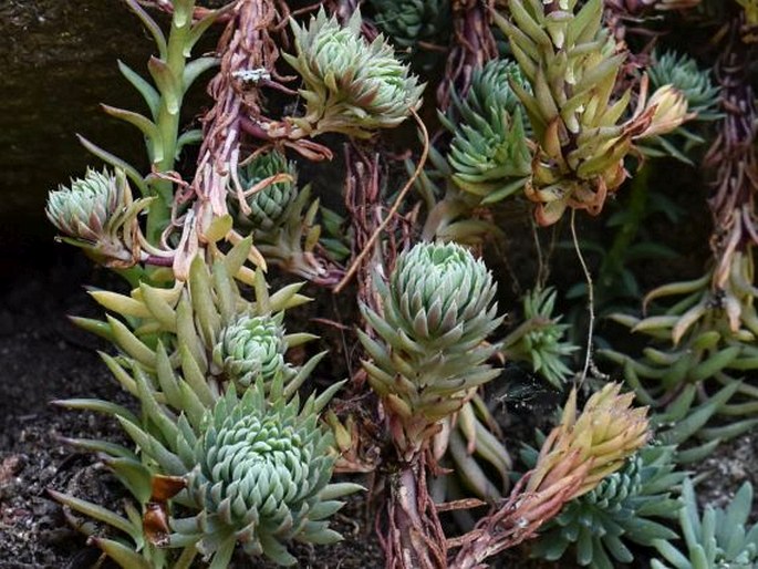 Petrosedum forsterianum