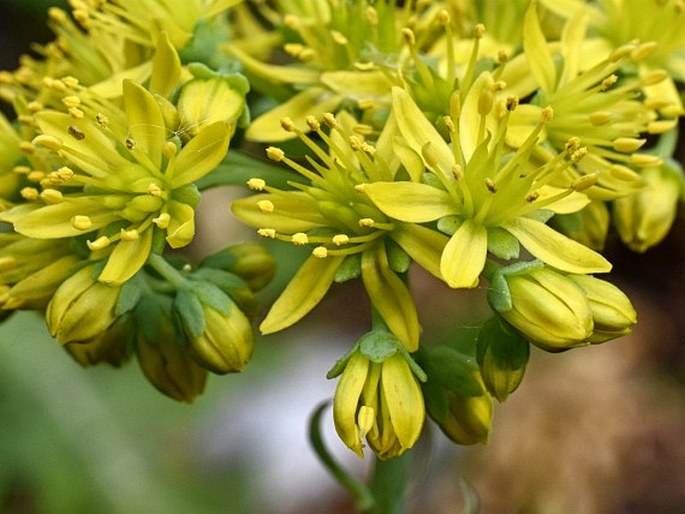 Petrosedum forsterianum