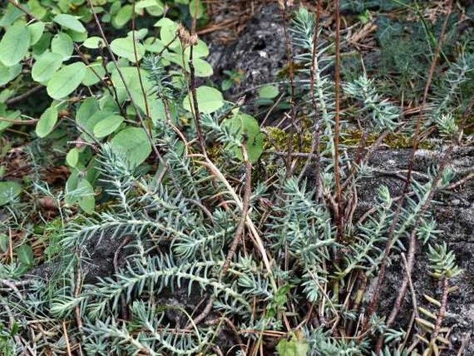 Petrosedum thartii