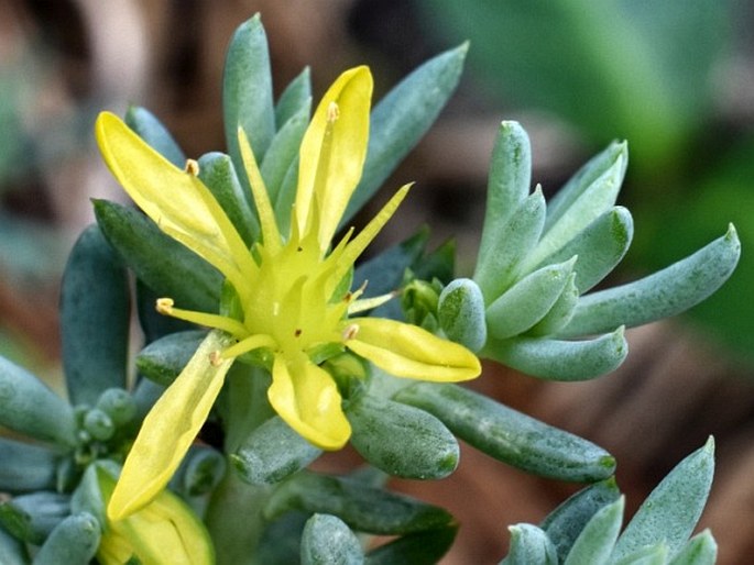 Petrosedum thartii