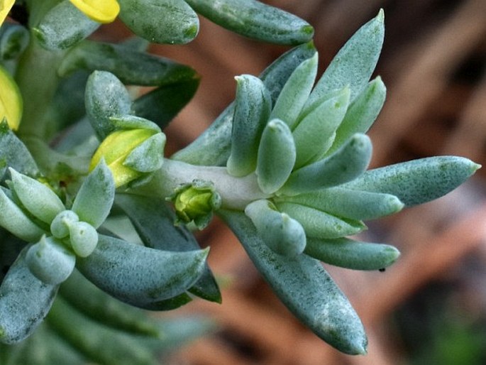 Petrosedum thartii