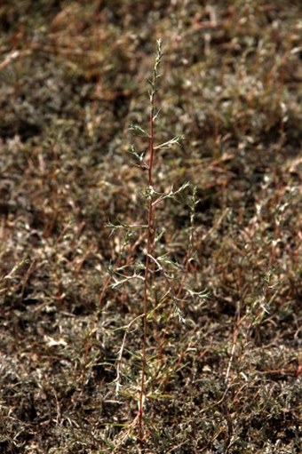Petrosimonia triandra