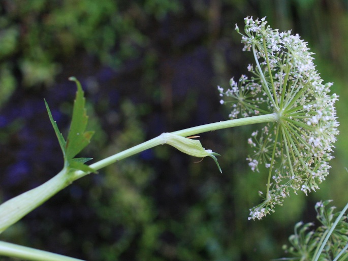 Peucedanum lowei