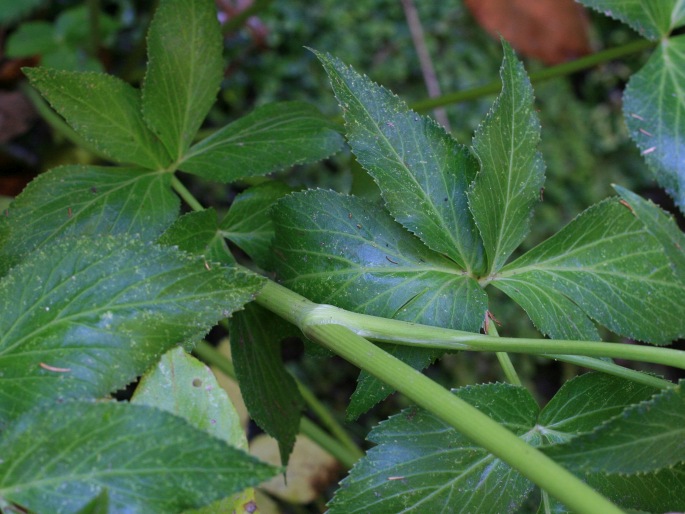 Peucedanum lowei