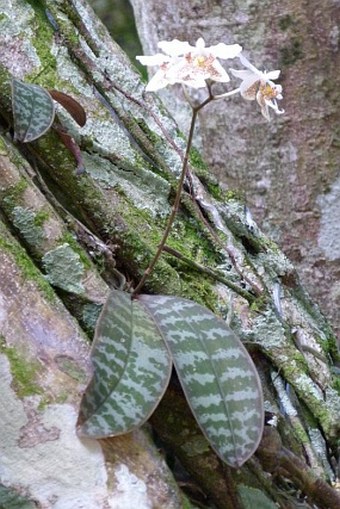 Phalaenopsis stuartiana