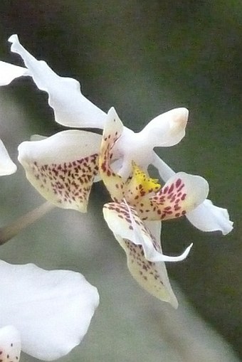 Phalaenopsis stuartiana