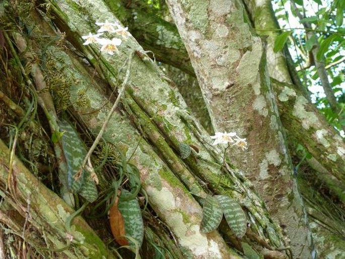 Phalaenopsis stuartiana