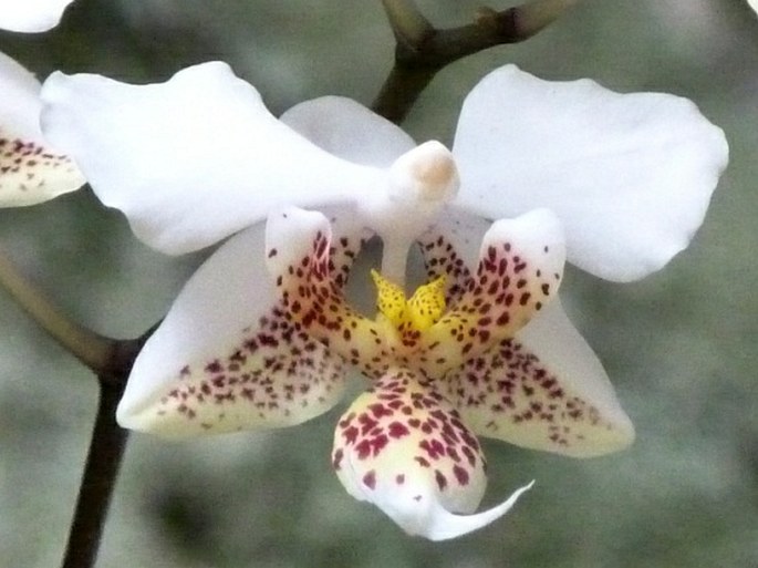 Phalaenopsis stuartiana